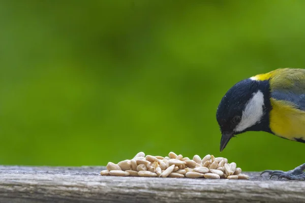 Selective Focus Great Tit Bird Eating Seeds Wooden Surface Blurry — Stockfoto