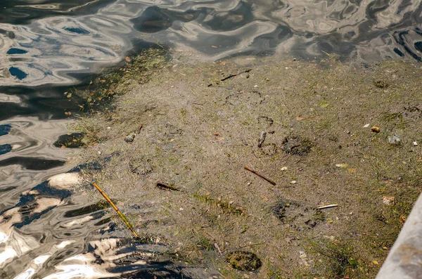 Lago Musgoso Contaminado Con Artículos Plástico Palos Madera Botellas Flotando — Foto de Stock