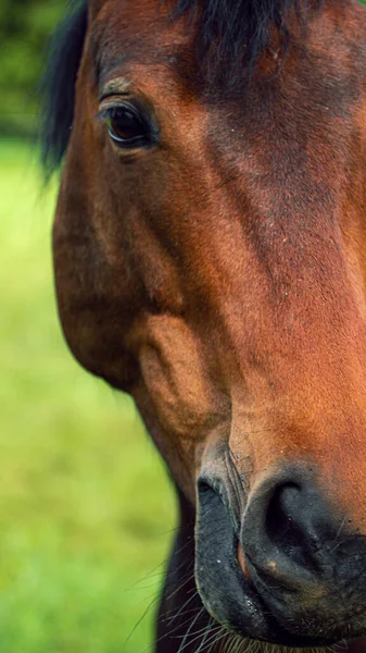 Close Vertical Detailed Shot One Half Horse Face Background Green — Stock Photo, Image