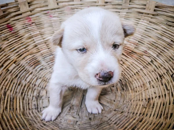 Een Close Shot Van Een Witte Pup Een Rietje Mand — Stockfoto