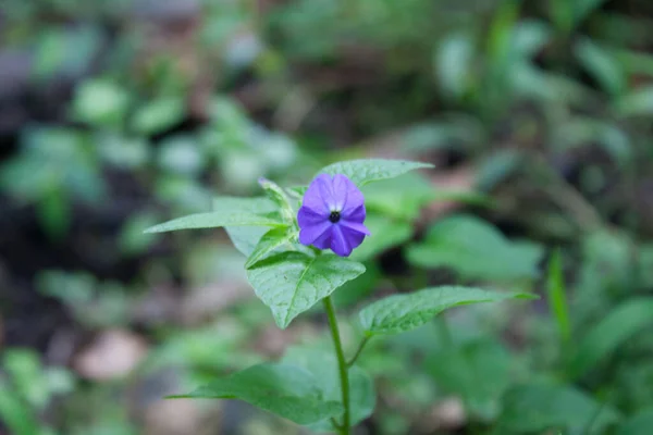 배경에 보라색 Amethyst 클로즈업 — 스톡 사진