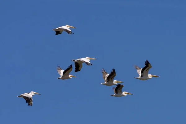 Een Lage Hoek Opname Van Een Kudde Vliegende Pelikanen Blauwe — Stockfoto