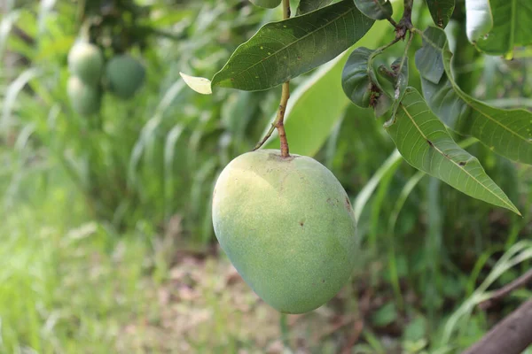 Primer Plano Mango Verde Crudo Fresco Árbol Granja Orgánica Para —  Fotos de Stock
