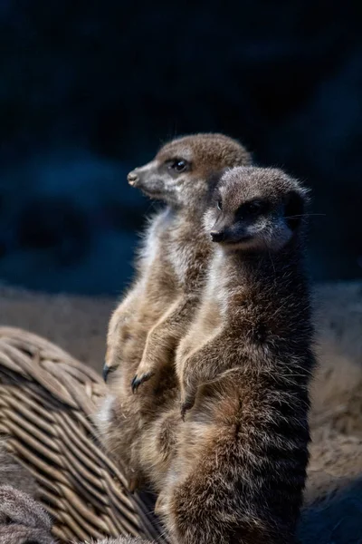 Egy Közeli Meerkats Egy Szőtt Kosárban — Stock Fotó