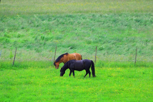 Una Vista Naturale Due Cavalli Pascolo Prati Verdi Ranch — Foto Stock