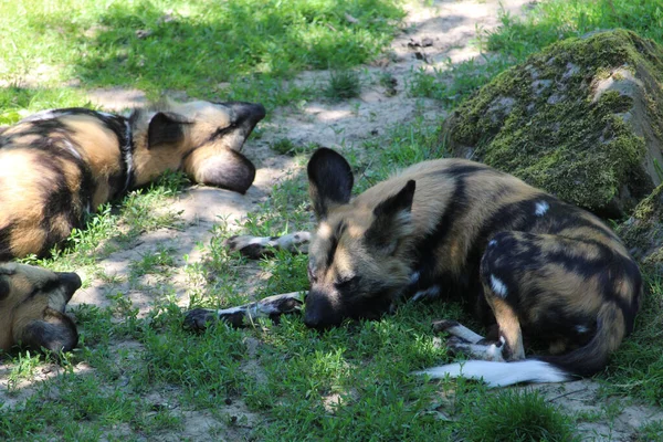 Een Close Van Afrikaanse Wilde Honden Rustend Grond — Stockfoto