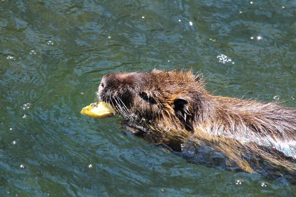 Sidovy Lurvig Ondatra Zibethicus Simmar Vattnet — Stockfoto