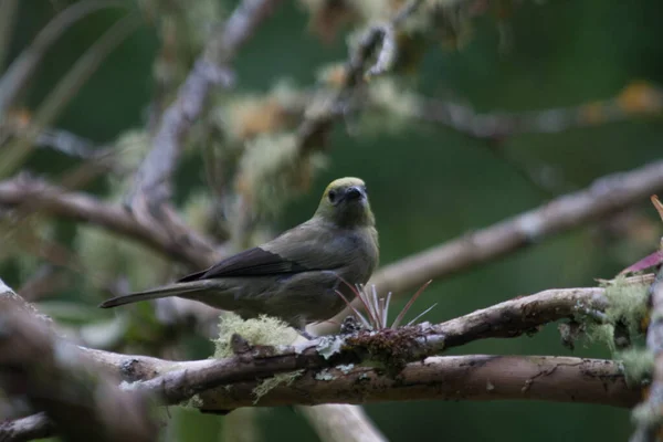 Closeup Shot Palm Tanager Bird Perched Wooden Branch Blurred Background — Stock Photo, Image