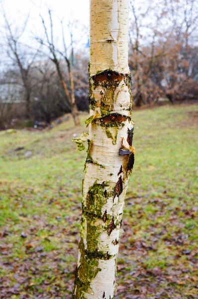 树皮覆盖着绿色苔藓的树的受损树皮的特写 — 图库照片