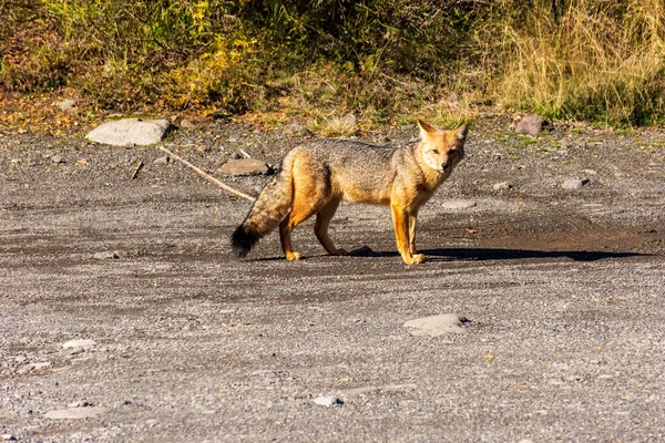 Una Hermosa Zorrita Gris Saliendo Del Bosque Bariloche Argentina — Foto de Stock