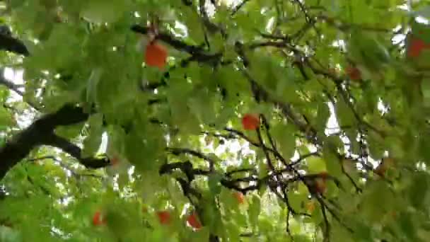 熟した果実でいっぱいのみかんの木を通して速い動き — ストック動画