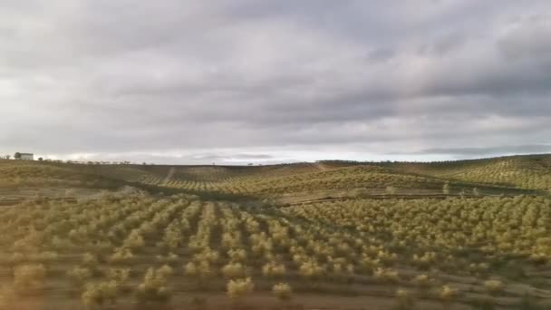 Rapido Movimento Attraverso Campi Agricoli Con Fitta Vegetazione Visto Dalla — Video Stock