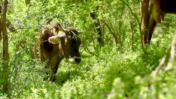 Close Vaca Marrom Pastando Redor Floresta Verde — Vídeo de Stock