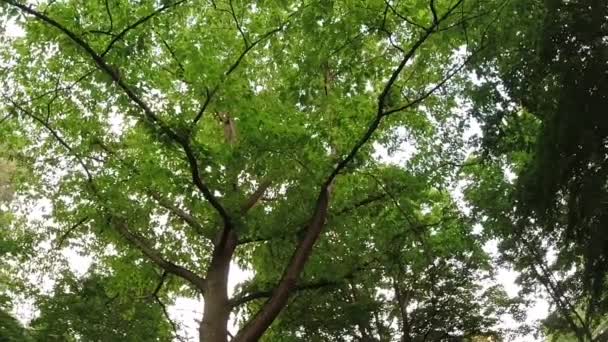 Низький Кут Старого Високого Дерева Тлі Щільного Листя Вібрує Вітрі — стокове відео