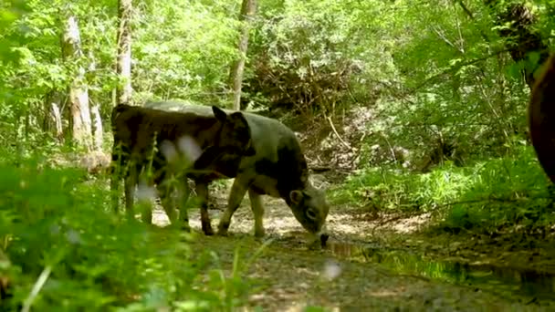 森林中浅水沼泽地里的牛饮水特写镜头 — 图库视频影像