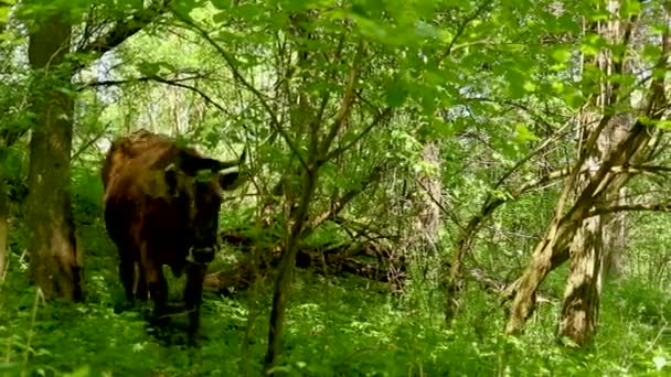 Close Uma Vaca Com Chifre Quebrado Andando Floresta Verde — Vídeo de Stock