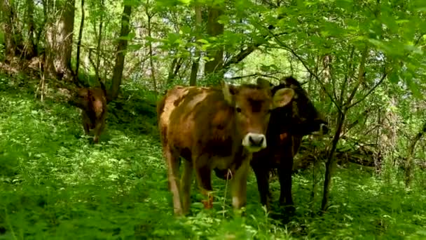 Detailní Záběr Dobytka Procházejícího Zeleným Lesem — Stock video