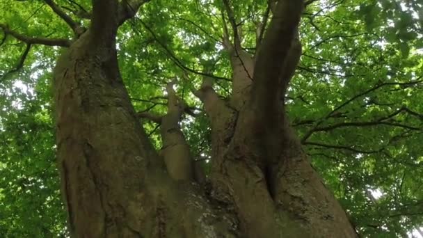 Ángulo Bajo Viejo Árbol Alto Sobre Fondo Hojas Densas Vibrando — Vídeos de Stock