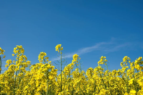 Feld Mit Raps Oder Ölraps Voller Blüte — Stockfoto