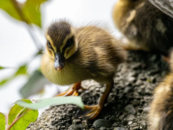 Detailní Záběr Potomka Kachny Rozmazaném Pozadí — Stock fotografie