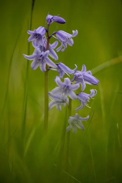 Bahçedeki Güzel Bluebell Çiçekleri — Stok fotoğraf