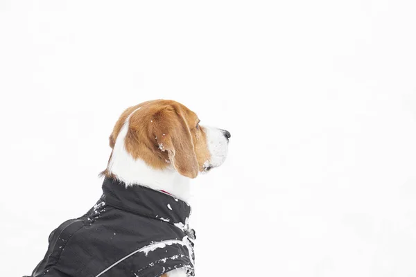 Jeune Chien Tricolore Beagle Profitant Une Promenade Dans Neige Portant — Photo