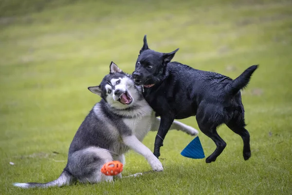 Egy Husky Egy Fekete Kutya Harcol Réten — Stock Fotó