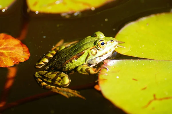 Vodní Žába Jezírku Lilie Botanické Zahradě Frankfurtu — Stock fotografie