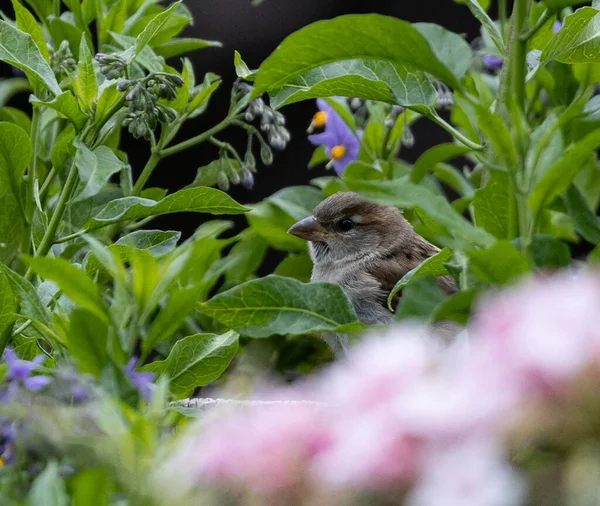 Ein Sperling Der Nähe Der Blühenden Blumen Garten — Stockfoto