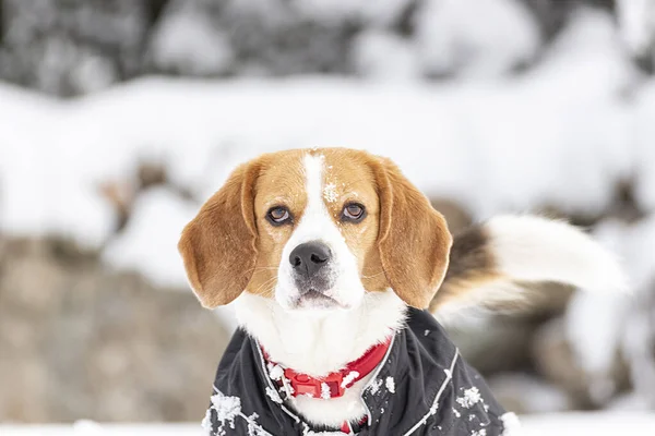 Junger Dreifarbiger Beagle Hund Der Einen Spaziergang Schnee Genießt Einem — Stockfoto