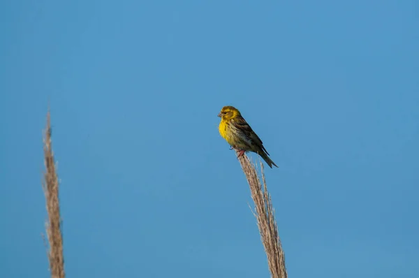 Una Serina Europea Serinus Serinus Encaramada Una Caña — Foto de Stock