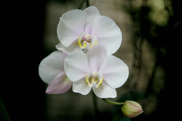 Tiro Close Orchids Brancos Florescendo — Fotografia de Stock