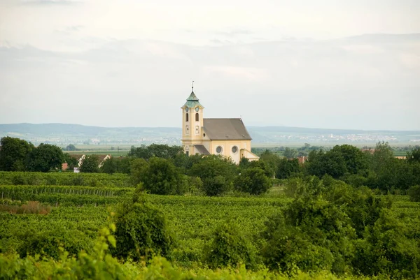 Blick Auf Die Kirche Des Dorfes Oggau Hinter Weinbergen Burgenland — Stockfoto