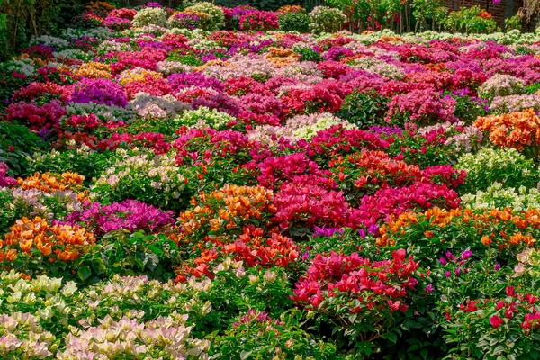 Hipnotyzujący Widok Kolorowych Kwitnących Bugenwilli Kwiaty Ogrodzie — Zdjęcie stockowe