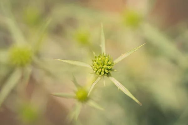 Primer Plano Una Flor Silvestre Base Hierbas —  Fotos de Stock