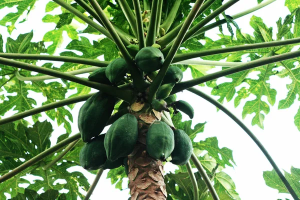 Sebuah Gambar Sudut Rendah Pepaya Hijau Segar Pohon Dengan Buah — Stok Foto