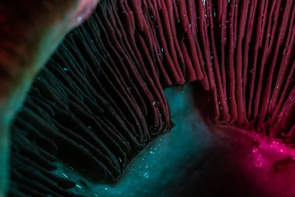 深色背景下彩色Led灯照射下蘑菇帽内部的宏观照片 — 图库照片