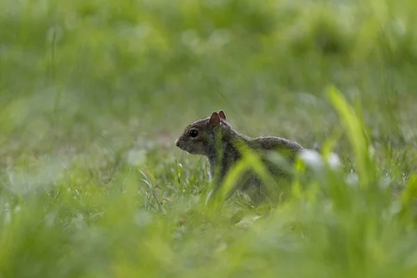 Closeup Shot Squirrel Meadow — Stock Photo, Image