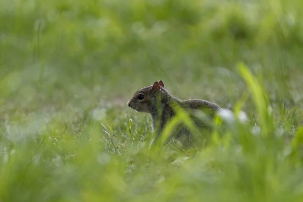 牧草地でリスのクローズアップ撮影 — ストック写真