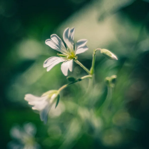 Primer Plano Flores Blancas Estrelladas Sobre Fondo Verde — Foto de Stock