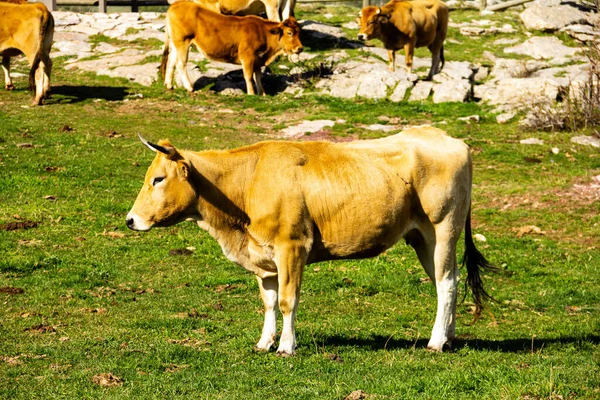 在阳光灿烂的草地上的一头大牛 — 图库照片