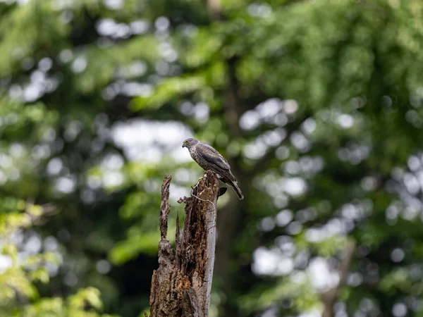 在模糊的背景下 一只游隼栖息在一棵被毁的木头树上的特写镜头 — 图库照片