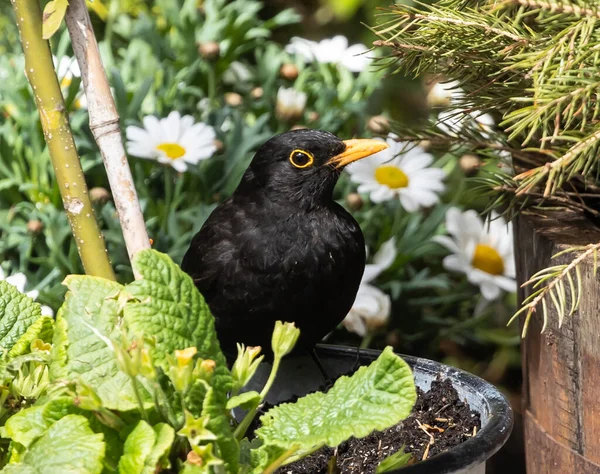 Een Merel Een Bloempot — Stockfoto