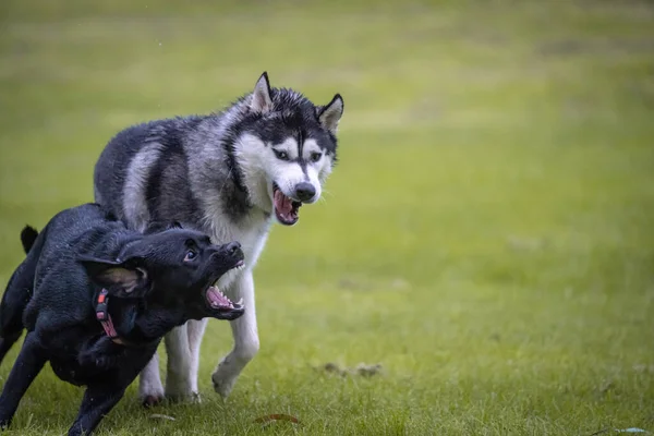 Husky Cachorro Preto Brincando Prado — Fotografia de Stock