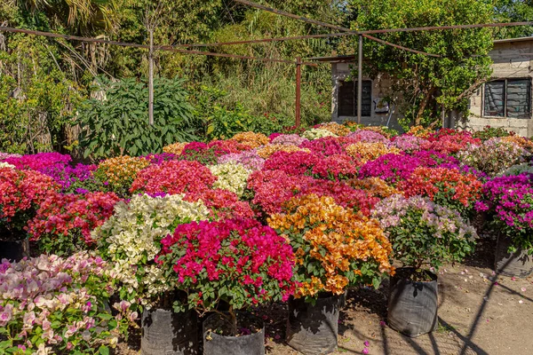 Una Vista Fascinante Flores Florecientes Buganvillas Coloridas Jardín —  Fotos de Stock