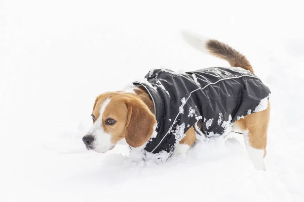 Joven Perro Beagle Tricolor Disfrutando Paseo Por Nieve Con Abrigo —  Fotos de Stock