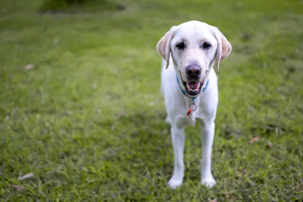 Een Closeup Shot Van Een Schattige Labrador Hond Een Veld — Stockfoto