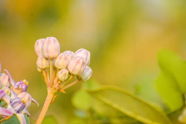 Tiro Close Pequenos Botões Flores Fundo Verde Desfocado Campo Ensolarado — Fotografia de Stock