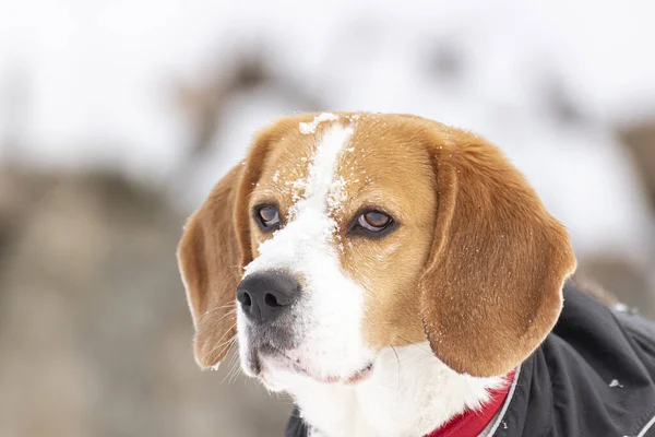 Junger Dreifarbiger Beagle Hund Der Einen Spaziergang Schnee Genießt Einem — Stockfoto