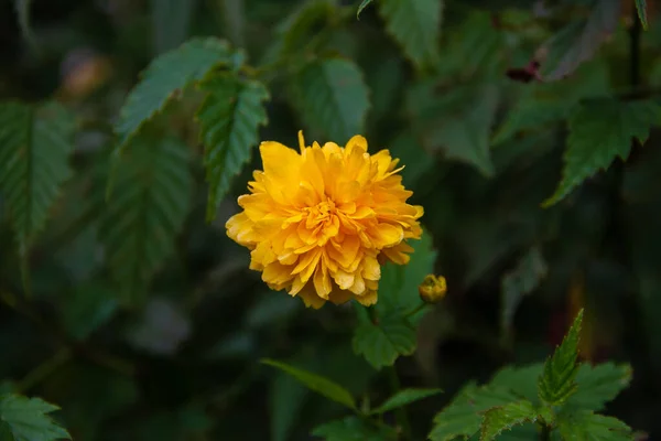 Primer Plano Una Flor Caléndula Naranja Floreciente — Foto de Stock